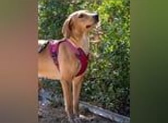 Dabby – eine kleine Kämpferin mit großem Herzen - reserviert