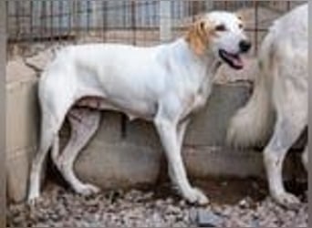 Swarovski- Wenn man kein Vertrauen hat