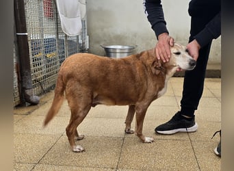 Perla: einmal nur geliebt werden...