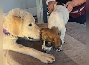 Steven: perfekter Hund für aktive Familien