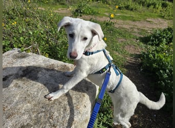 Lilli: sie muss man lieb haben