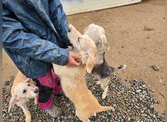 Cianbella:  kleine Zuckerschnute