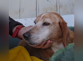 Perla: darf sie noch einmal Liebe spüren?