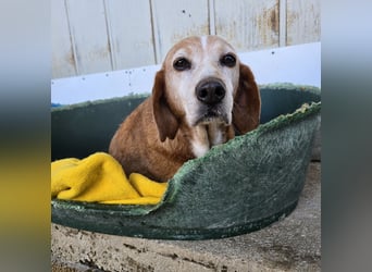 Perla: darf sie noch einmal Liebe spüren?