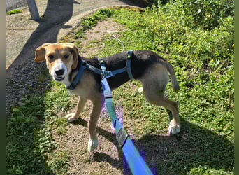 Venere - braucht ganz viel Geborgenheit