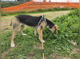 Venere: wird mein Leben bunt und schön?