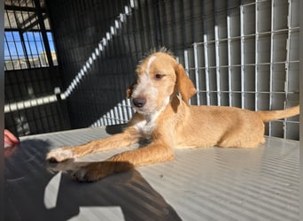 Simon: kleiner Herzensbrecher