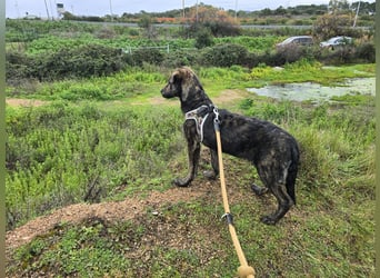 Frieda: ein echter Hingucker