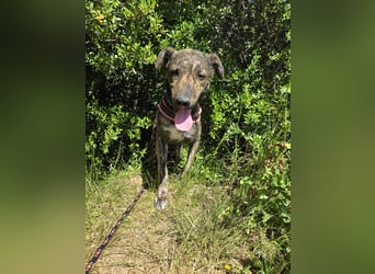 Rosino: ein Schatz für "überall mit dabei"