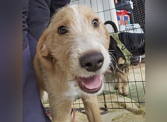 Simon: kleiner Herzensbrecher