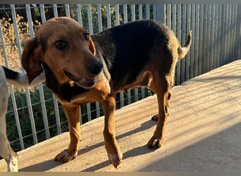 Fine: eine Seele von Hund