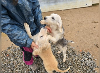 Cupcake: einfach nur Zucker