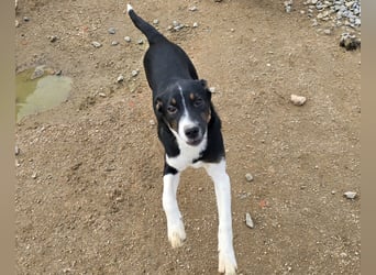 Zero: er wäre gerne Familienhund