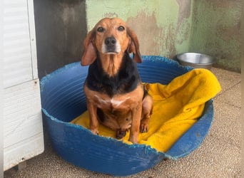 Fine: eine Seele von Hund