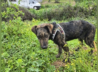 Frieda: ein echter Hingucker