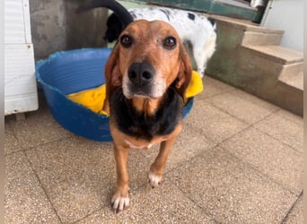 Fine: eine Seele von Hund