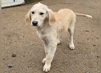 Cianbella:  kleine Zuckerschnute