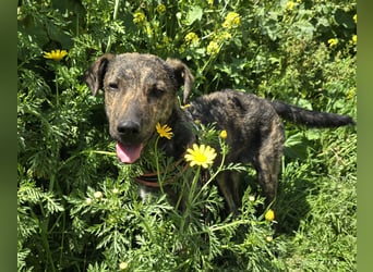 Rosino: ein Schatz für "überall mit dabei"