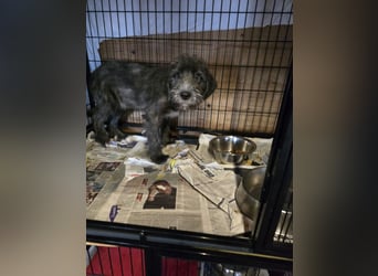 Astra: bereit für ihre eigene Familie