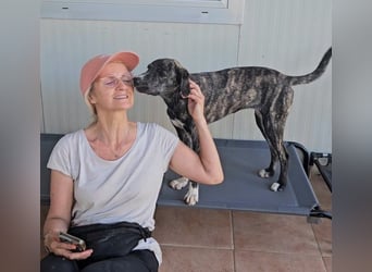Coco: verschmuste Schönheit