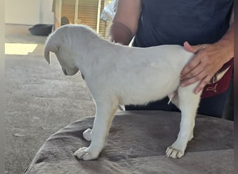Stefanino: kleiner Fratz sucht Kuschelplatz