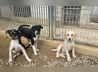 Argo: ein Schatz für die ganze Familie