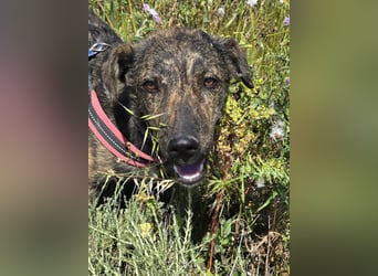 Rosino: ein Schatz für "überall mit dabei"