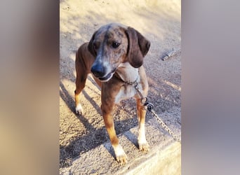 Toots: von der Kette ins liebevolle Zuhause