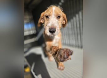 Simon: kleiner Herzensbrecher