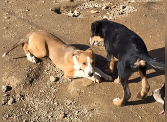 Billie: Hallo, hier bin ich!