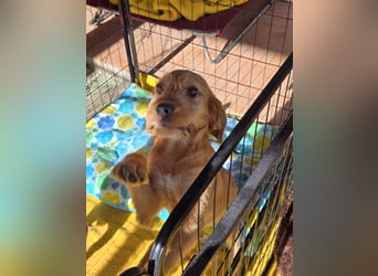 Simon: kleiner Herzensbrecher