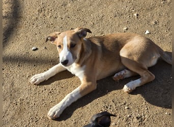 Billie: Hallo, hier bin ich!