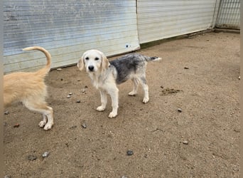 Cupcake: einfach nur Zucker