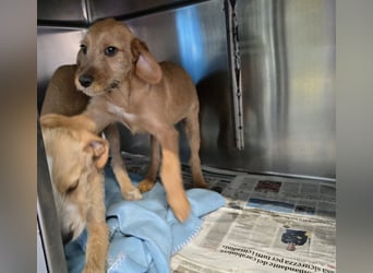 Simon: kleiner Herzensbrecher