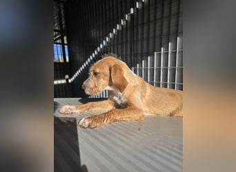 Simon: kleiner Herzensbrecher