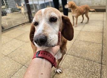 Perla: einmal nur geliebt werden...