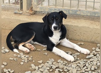 Zero: er wäre gerne Familienhund