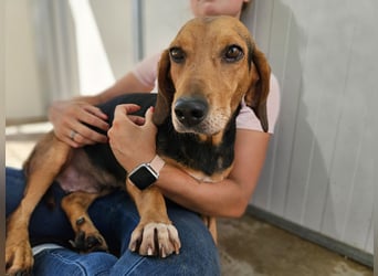 Fine: eine Seele von Hund