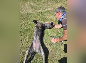 Rosino: ein Schatz für "überall mit dabei"