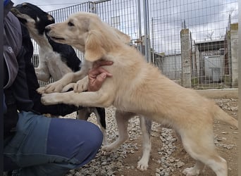 Cianbella:  kleine Zuckerschnute
