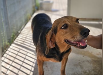 Fine: eine Seele von Hund