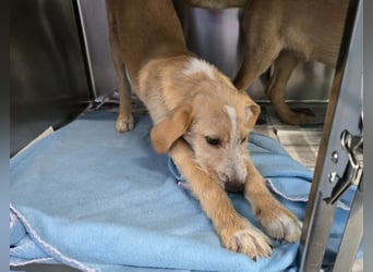 Simon: kleiner Herzensbrecher