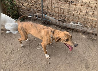 Toots: von der Kette ins liebevolle Zuhause