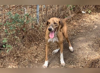 Toots: von der Kette ins liebevolle Zuhause