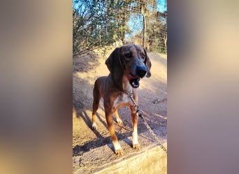 Toots: von der Kette ins liebevolle Zuhause