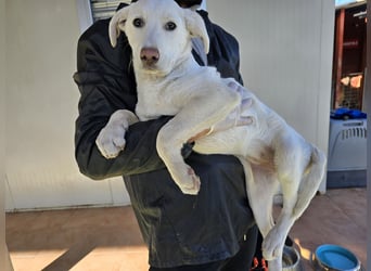 Lilli: sie muss man lieb haben