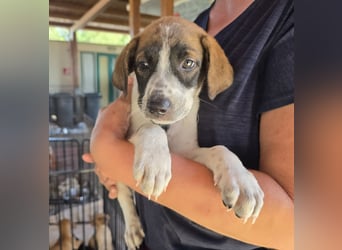 Steven: perfekter Hund für aktive Familien