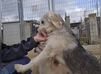 Cupcake: einfach nur Zucker