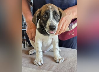 Steven: perfekter Hund für aktive Familien