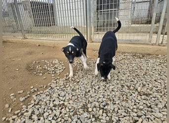 Ebby: ein Schatz für die ganze Familie